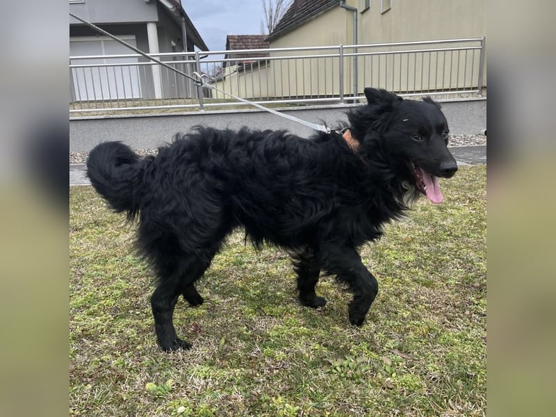 Josko ein toller Familienhund