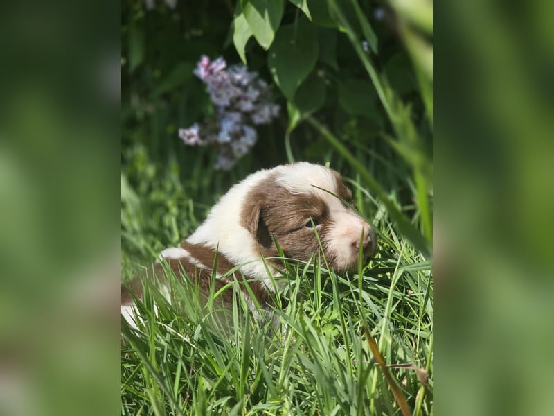 Border Collie Welpen - Rüden und Hündin
