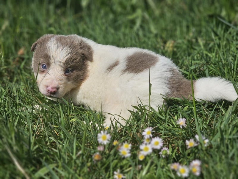 Border Collie Welpen - Rüden und Hündin