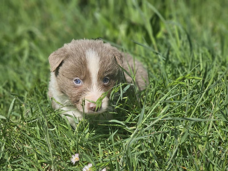 Border Collie Welpen - Rüden und Hündin