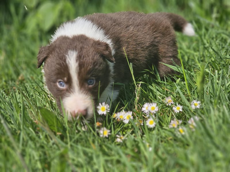 Border Collie Welpen - Rüden und Hündin
