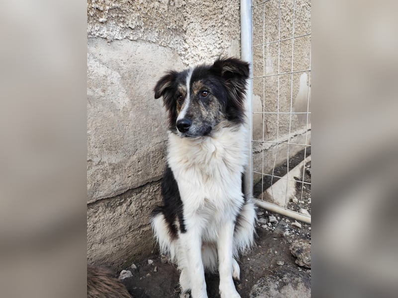 Border Collie Mischling „Oskar“, ca. 07.2024 geboren, sucht Zuhause, gut verträglich