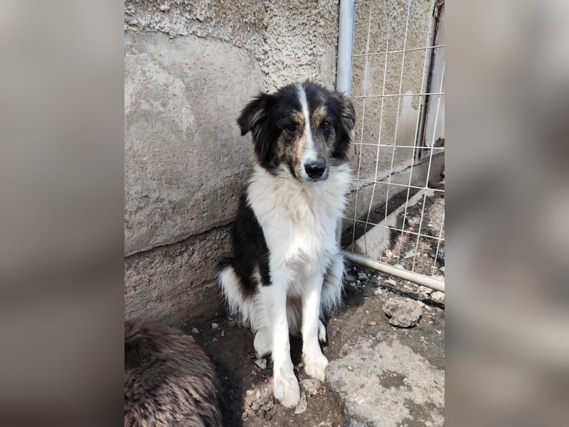 Border Collie Mischling „Oskar“, ca. 07.2024 geboren, sucht Zuhause, gut verträglich