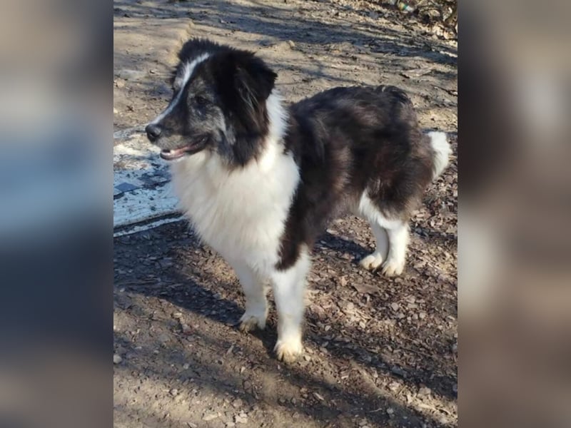 Border Collie Mischling „Oskar“, ca. 07.2024 geboren, sucht Zuhause, gut verträglich