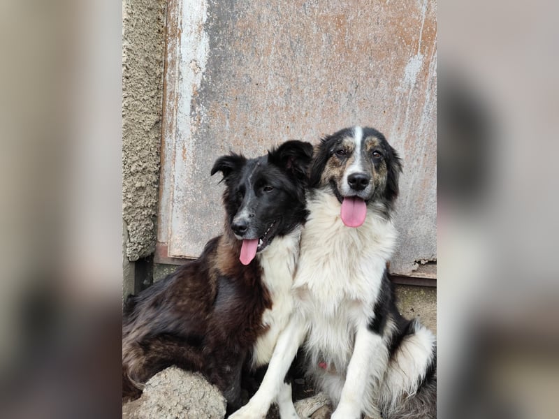 Border Collie Mischling „Oskar“, ca. 07.2024 geboren, sucht Zuhause, gut verträglich