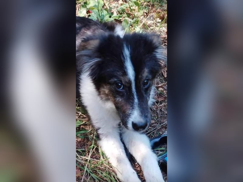 Border Collie Mischling „Oskar“, ca. 07.2024 geboren, sucht Zuhause, gut verträglich