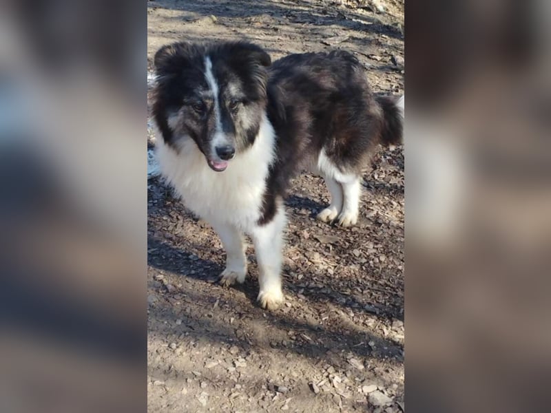 Border Collie Mischling „Oskar“, ca. 07.2024 geboren, sucht Zuhause, gut verträglich