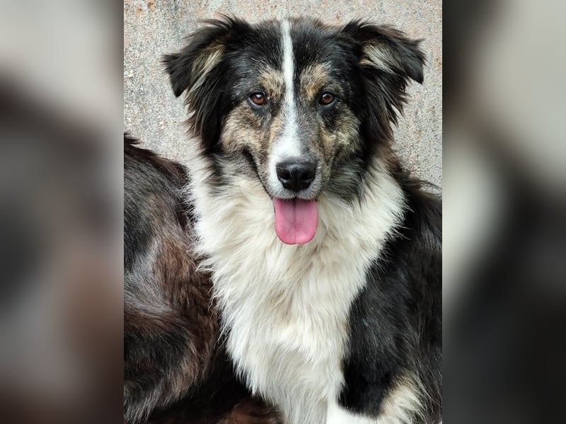 Border Collie Mischling „Oskar“, ca. 07.2024 geboren, sucht Zuhause, gut verträglich