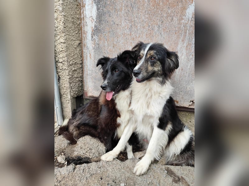 Border Collie Mischling „Oskar“, ca. 07.2024 geboren, sucht Zuhause, gut verträglich