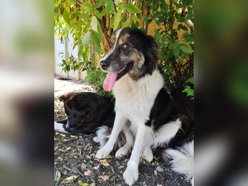 Border Collie Mischling „Oskar“, ca. 07.2024 geboren, sucht Zuhause, gut verträglich