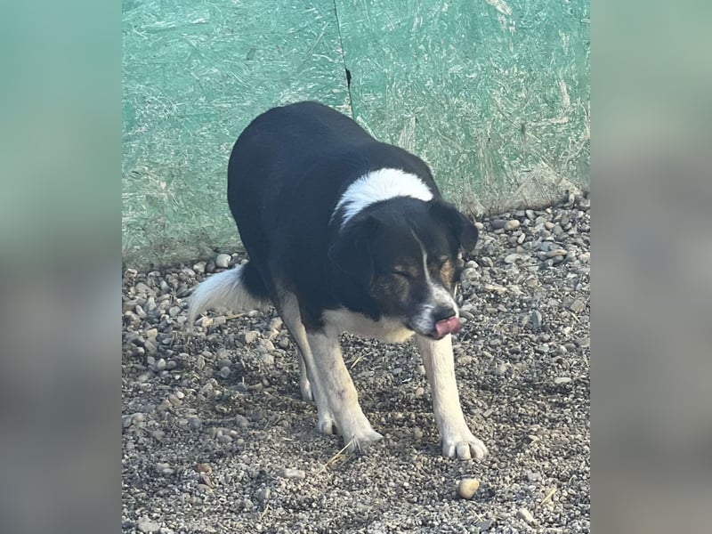 Louie - braucht Dich