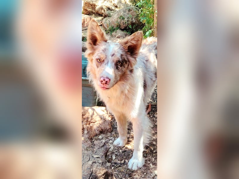 RUDY und der Traum vom Glück