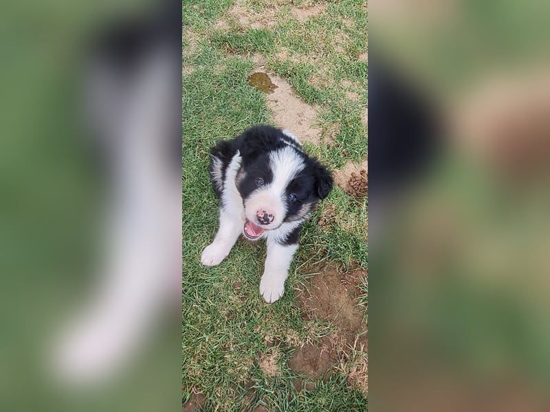 Border Collie Welpen Reinrassig