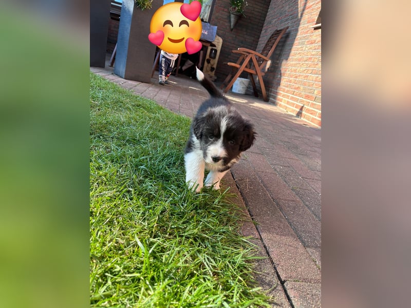 Wunderschöne Border Collie Welpen zu verkaufen