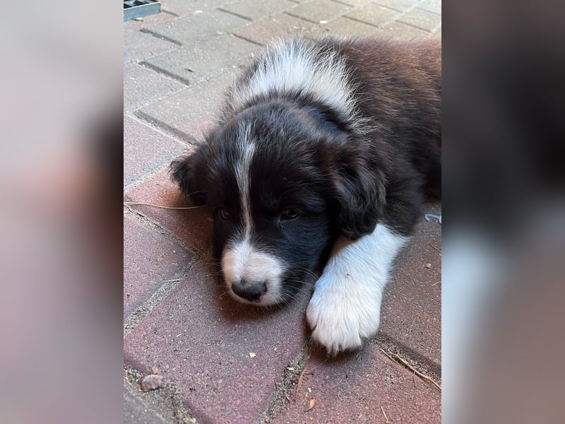 Wunderschöne Border Collie Welpen zu verkaufen