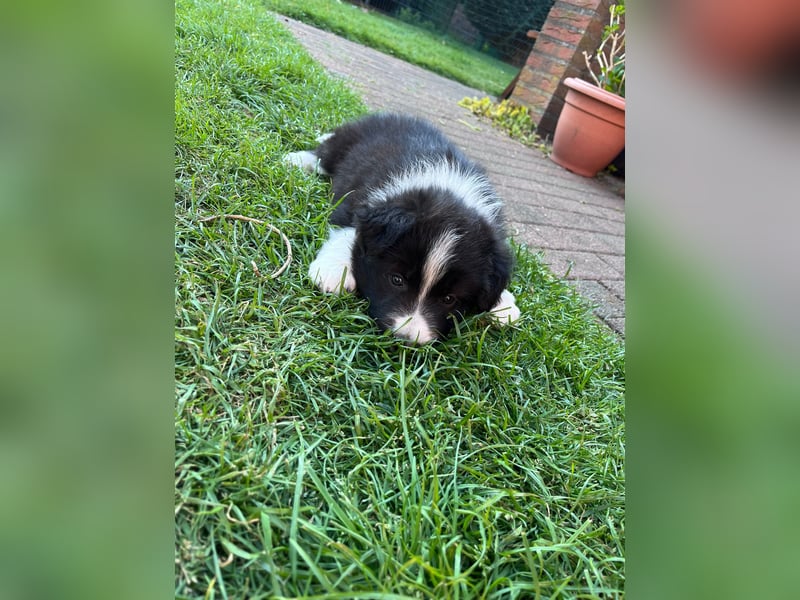 Wunderschöne Border Collie Welpen zu verkaufen