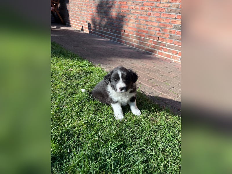 Wunderschöne Border Collie Welpen zu verkaufen