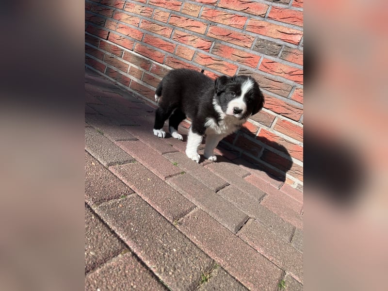 Wunderschöne Border Collie Welpen zu verkaufen