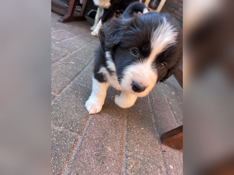 Wunderschöne Border Collie Welpen zu verkaufen