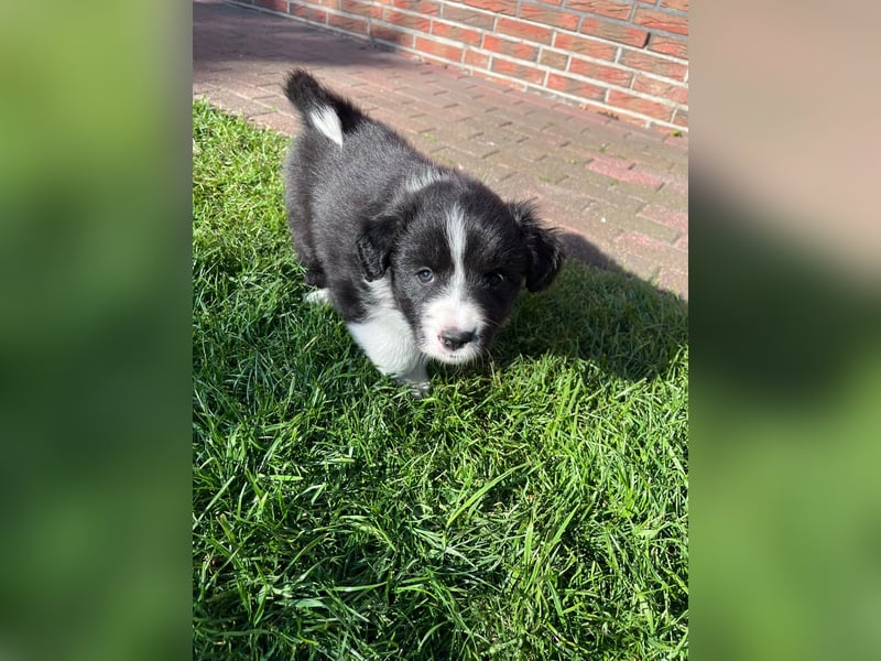 Wunderschöne Border Collie Welpen zu verkaufen