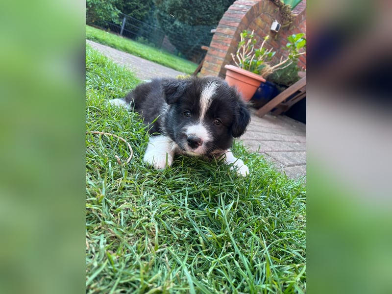 Wunderschöne Border Collie Welpen zu verkaufen