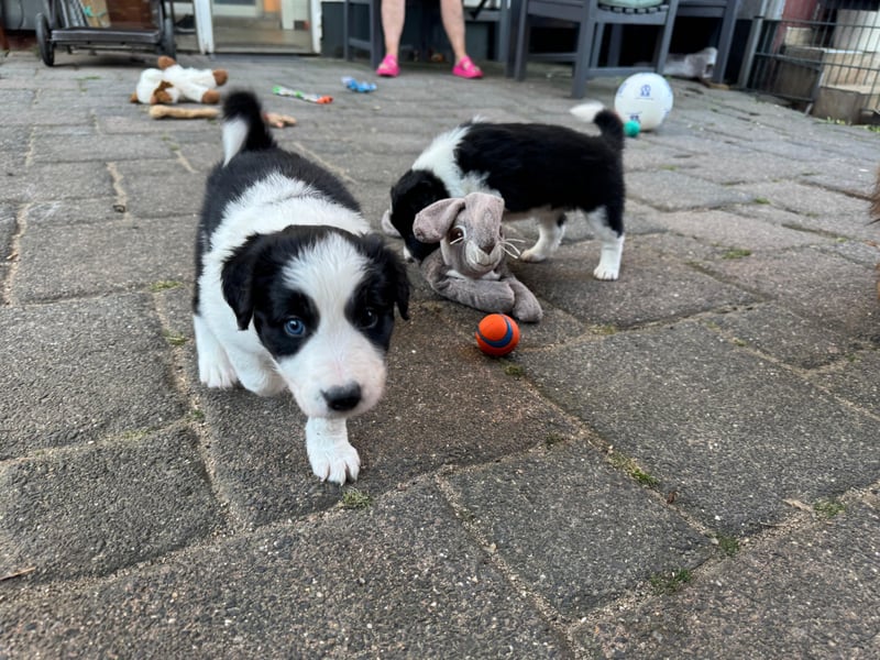 Border Collie welpen 