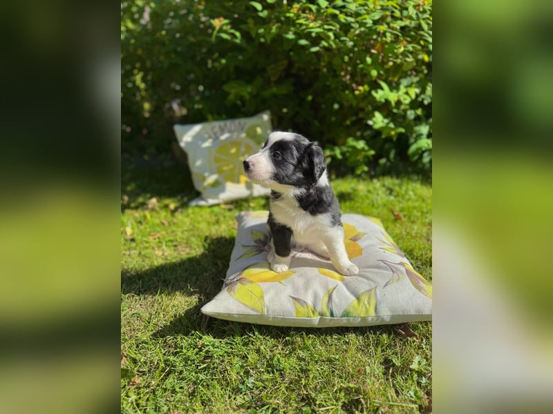 Border Collie welpen 