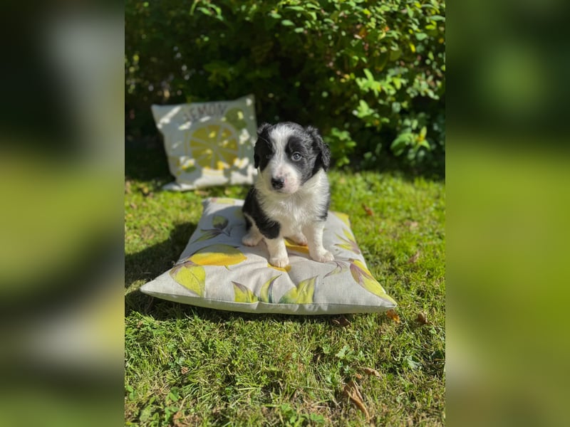 Border Collie welpen 