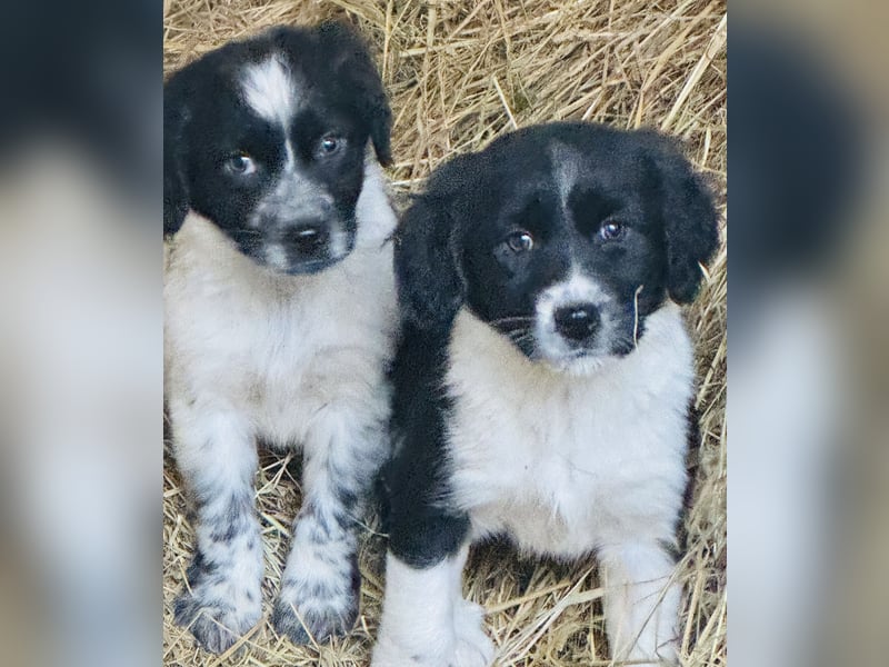 Kleine Münsterländer Mix Welpen