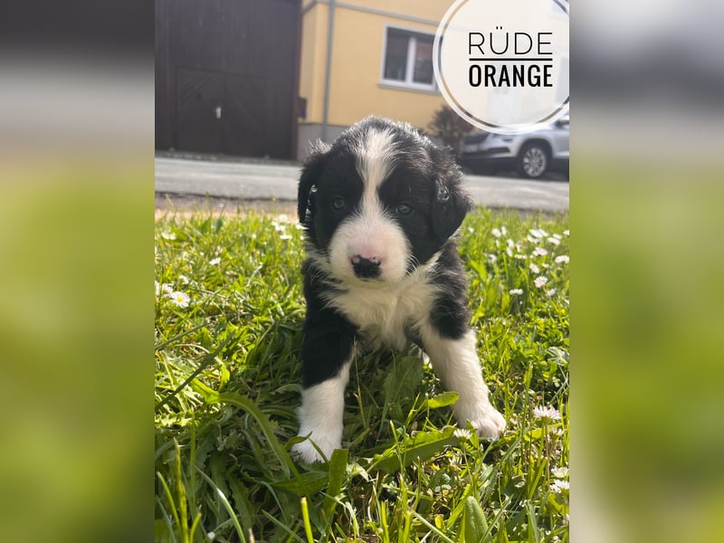 Border Collie Welpen