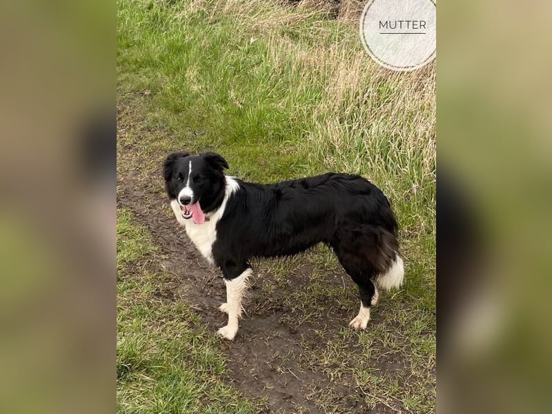 Border Collie Welpen