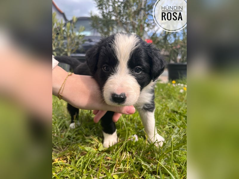Border Collie Welpen