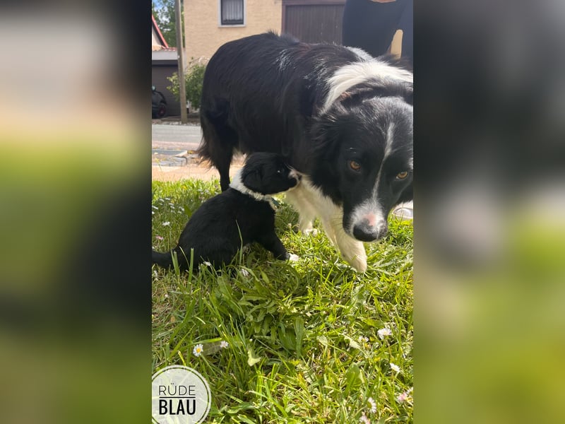 Border Collie Welpen