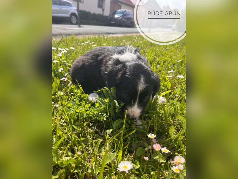 Border Collie Welpen