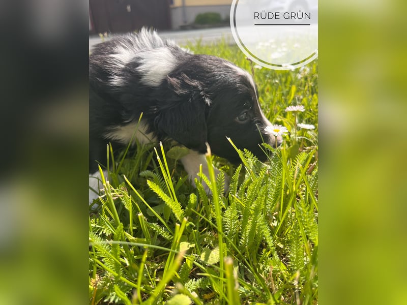 Border Collie Welpen