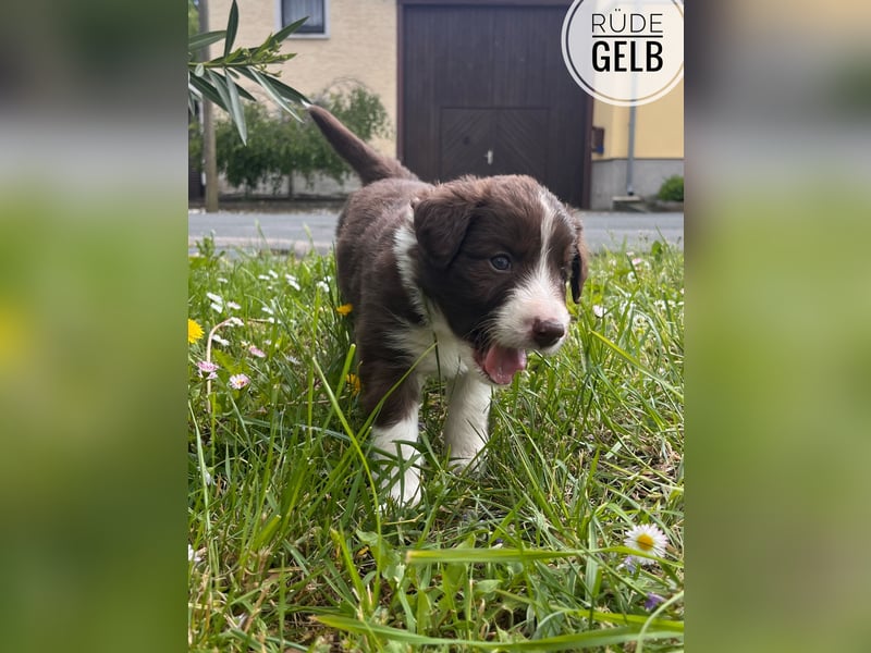 Border Collie Welpen
