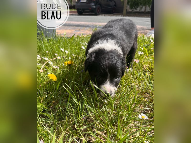 Border Collie Welpen