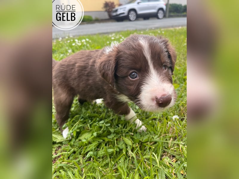 Border Collie Welpen