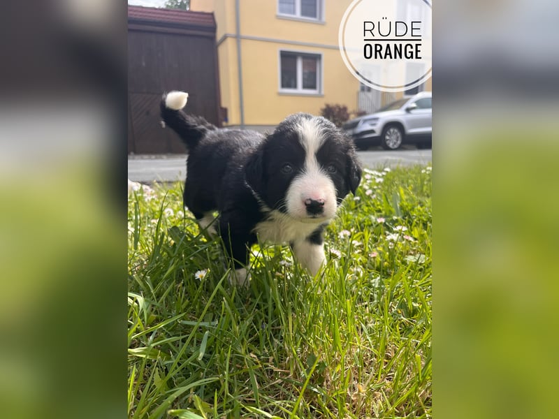 Border Collie Welpen