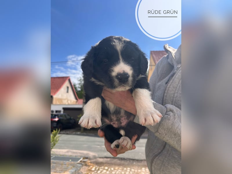 Border Collie Welpen