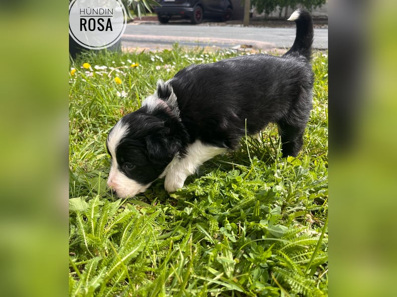 Border Collie Welpen