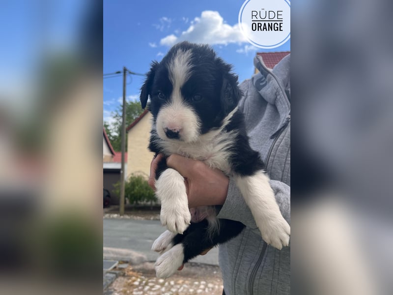 Border Collie Welpen