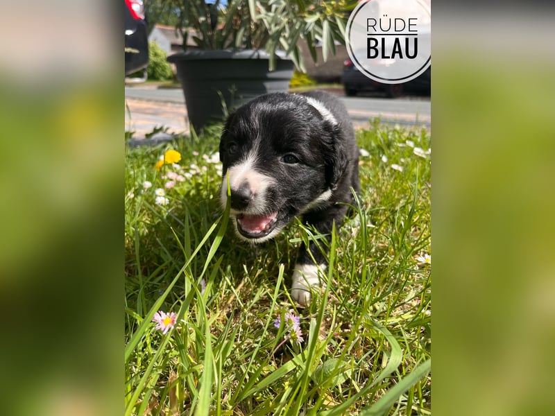 Border Collie Welpen