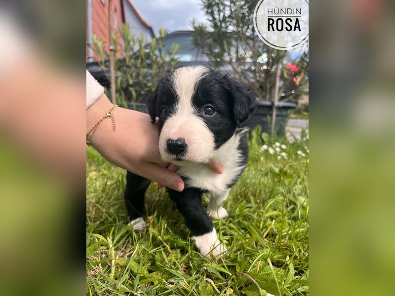 Border Collie Welpen