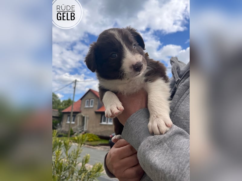 Border Collie Welpen