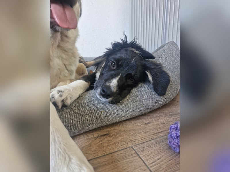 Feli Border-Aussie Mix sucht Traumplatz