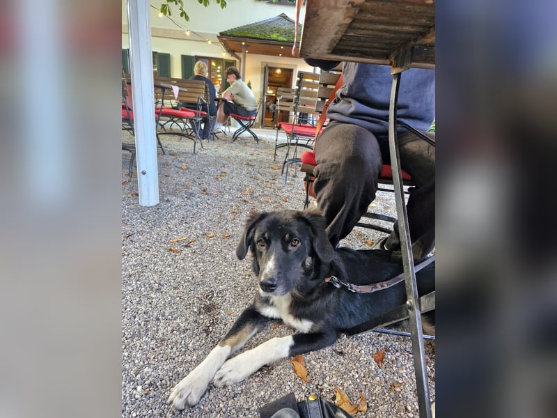 Feli Border-Aussie Mix sucht Traumplatz