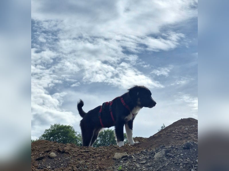 Feli Border-Aussie Mix sucht Traumplatz