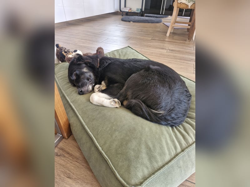 Feli Border-Aussie Mix sucht Traumplatz