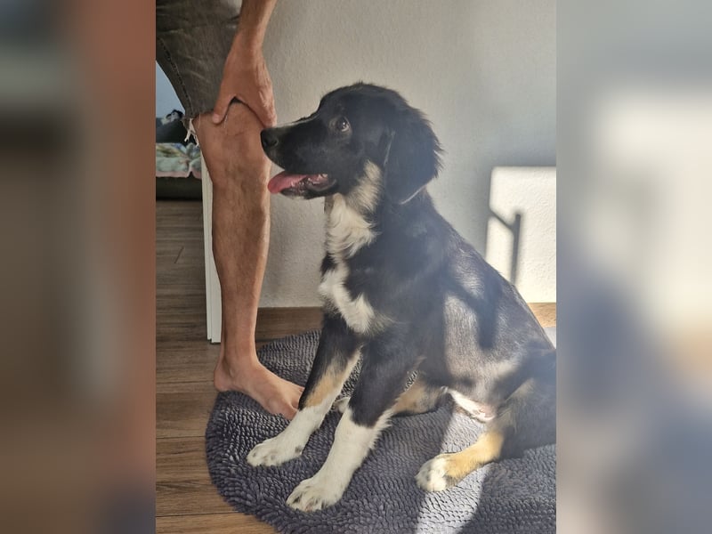 Feli Border-Aussie Mix sucht Traumplatz